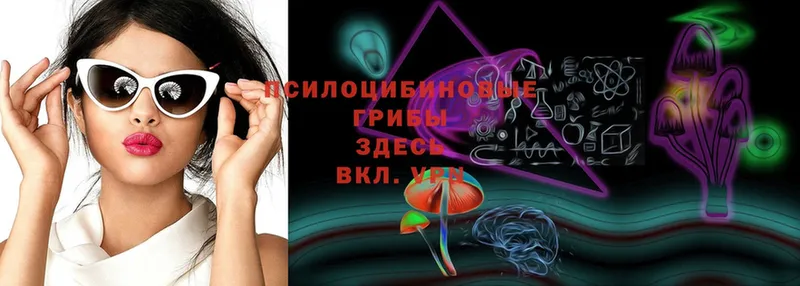 Галлюциногенные грибы Psilocybe  наркота  сайты даркнета как зайти  Бутурлиновка 